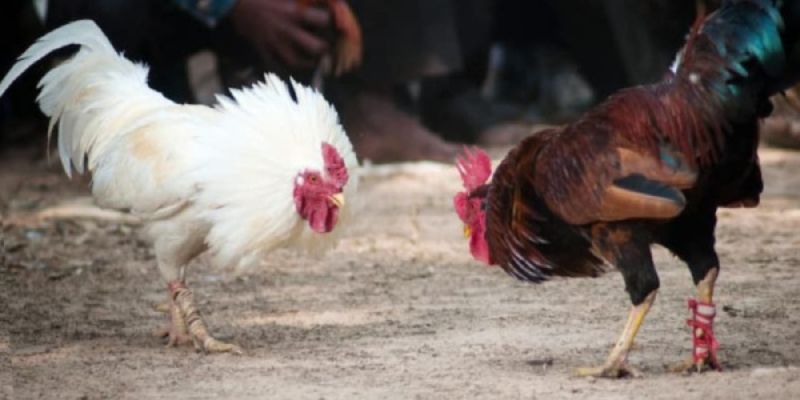 Khám phá chợ tốt gà đá quận 8 tại F8bet