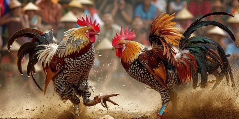 Cách đăng ký và tham gia cá cược đá gà 