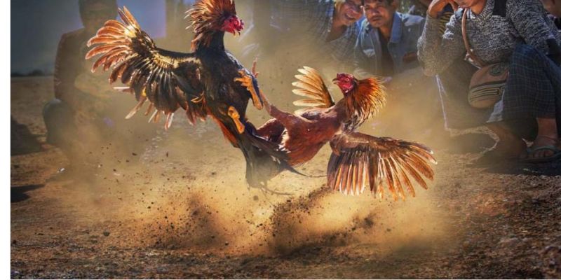 Áp dụng các bí quyết chọn gà đá Philippines chuẩn xác