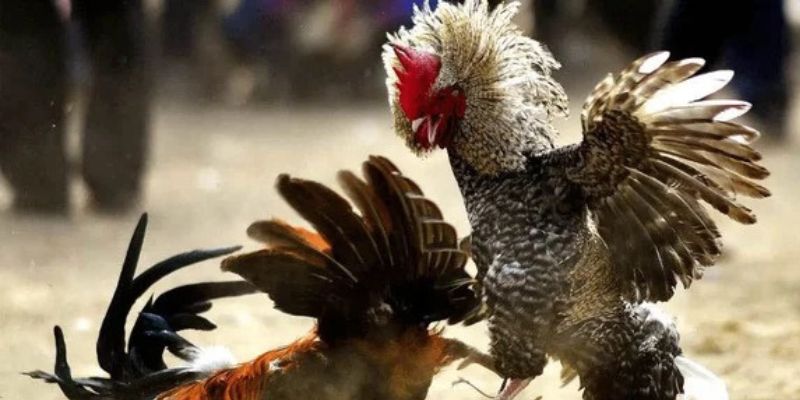 Giao diện đơn giản và dễ sử dụng