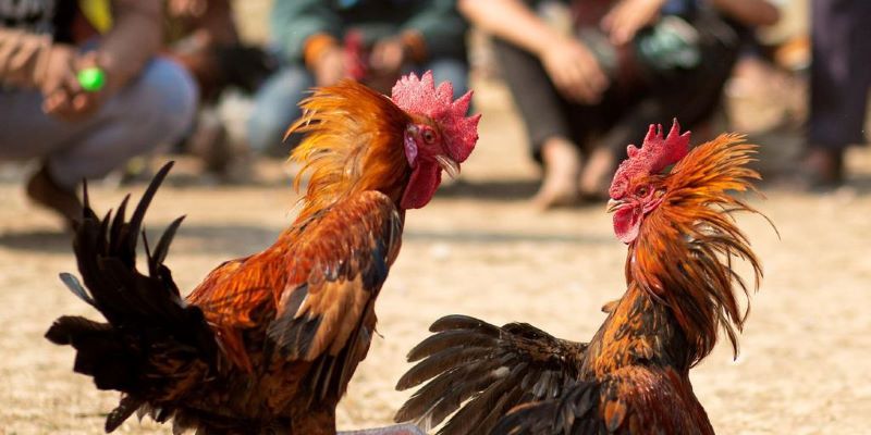 Điểm danh các trận đá gà Thomo hấp dẫn nhất 