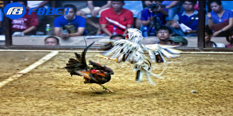 Tổng quát về loại soi kèo đá gà là gì