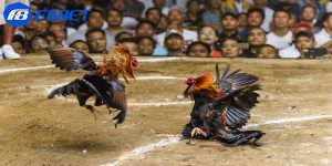 kinh nghiệm soi kèo đá gà