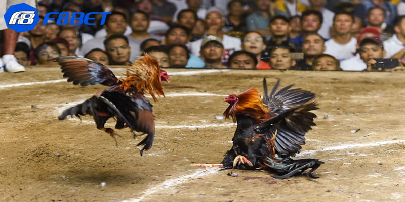 Tổng hợp các kinh nghiệm soi kèo đá gà hữu ích